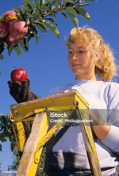 Foto de Orchard Proprietário Segurando A Maçã Red Delicious e mais fotos de stock de Adulto