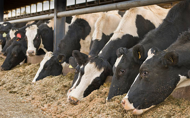 istock Row of black and white cows eating hay for dinner 173687349