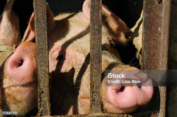 Suínos - Fotografias de stock e mais imagens de Gado doméstico - Gado doméstico, Jaula, Animal