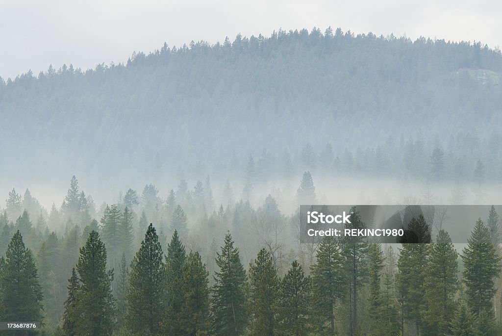 Misty Forest "Pacific Northwest pine forest in autumn. Lush pine trees are usually surrounded by mist and an overcast sky during the fall and winter months. A useful photo for any conservation, enviroment, wildlife habitat and lumber industry theme." Idaho Stock Photo