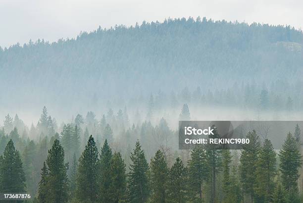 Misty Forest Stock Photo - Download Image Now - Idaho, Agriculture, Autumn