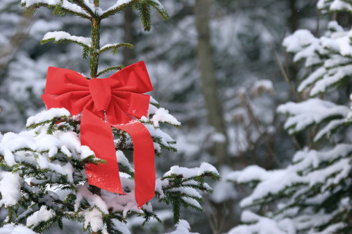 A red Christmas ribbon decorates a snow garnished tree in the winter woods.