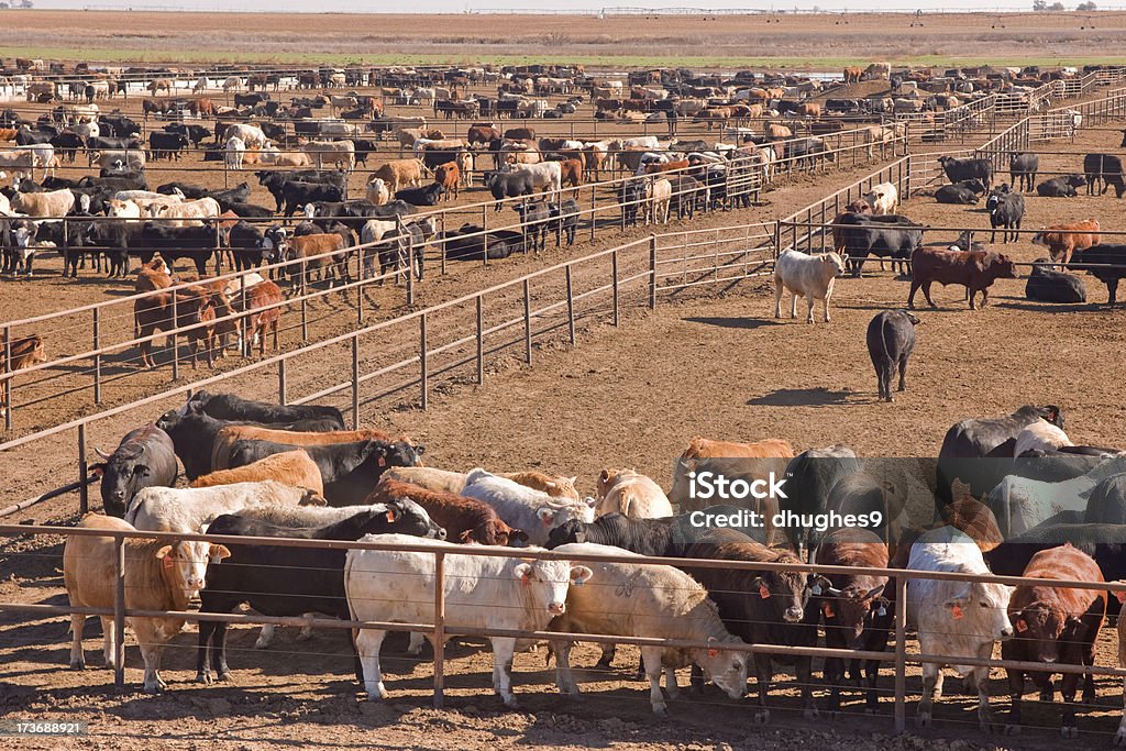 Corral de engorda - Foto de stock de Ganado - Mamífero ungulado libre de derechos