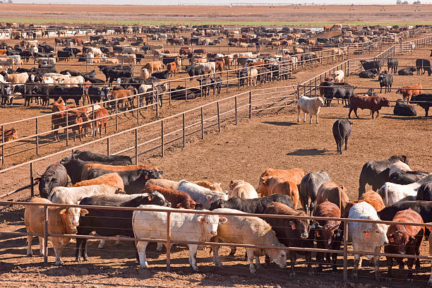 Feedlot Cattle awaiting slaughter in feedlot in West Texas.click here to see all my Texas Longhorn and other cattle photos cattle pen stock pictures, royalty-free photos & images