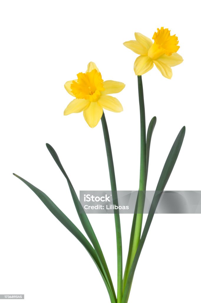 Желтый - Стоковые фото Нарцисс жёлтый роялти-фри