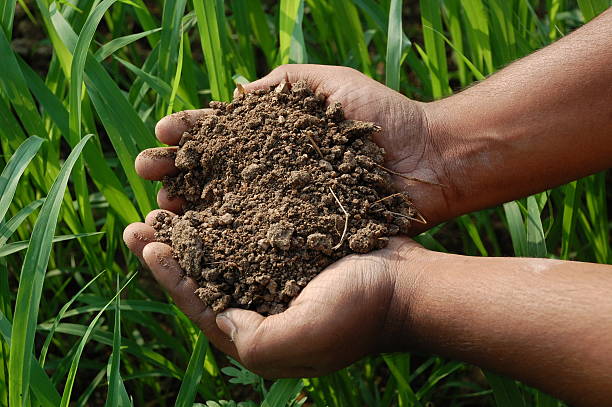 istock Hands holding dirt with grass on the background 173690032