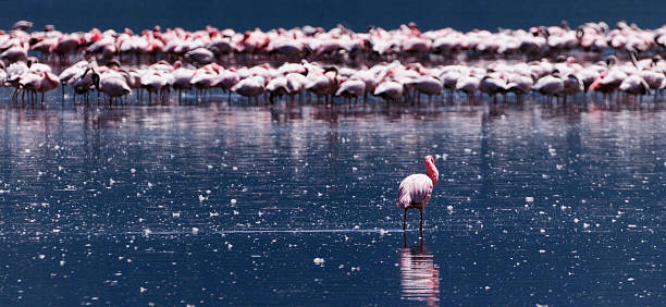istock Flamingos on Lake Nakuru 173690152