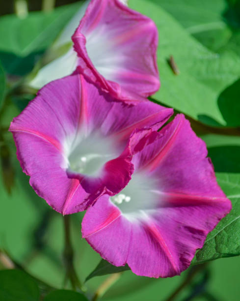 istock Wild flowers 1736908394