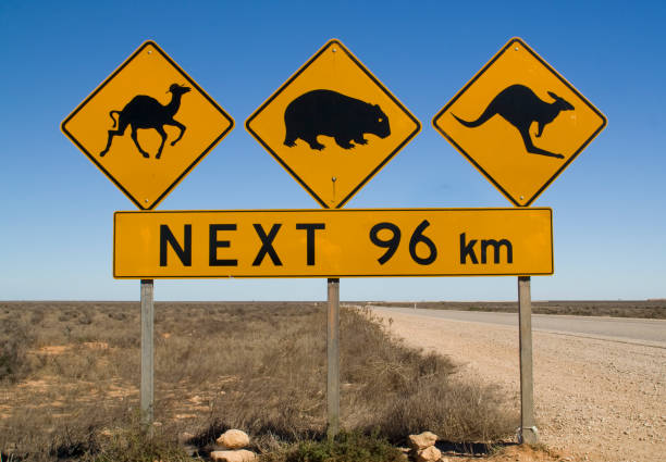 sinal de alerta no número 1 road da austrália - kangaroo animal australia outback - fotografias e filmes do acervo