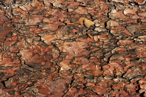 Brown weathered natural pine bark textured background.