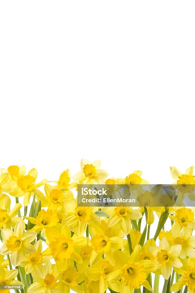 Daffodils na białym tle - Zbiór zdjęć royalty-free (Bez ludzi)
