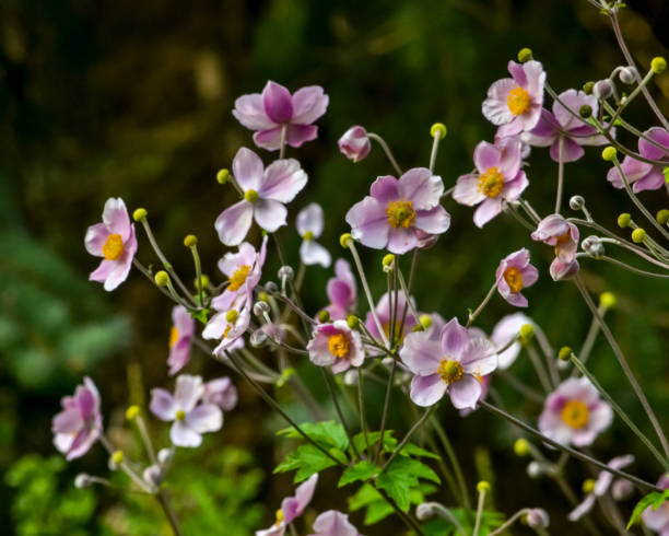 istock Wild flowers 1736919078