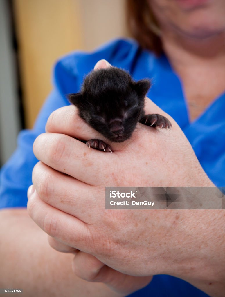 Filhote de Gato recém-nascido nas mãos de técnico de veterinário - Royalty-free Animal Foto de stock