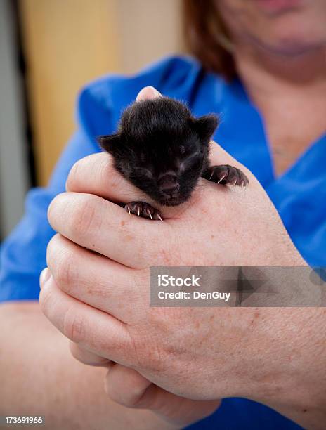 Filhote De Gato Recémnascido Nas Mãos De Técnico De Veterinário - Fotografias de stock e mais imagens de Animal