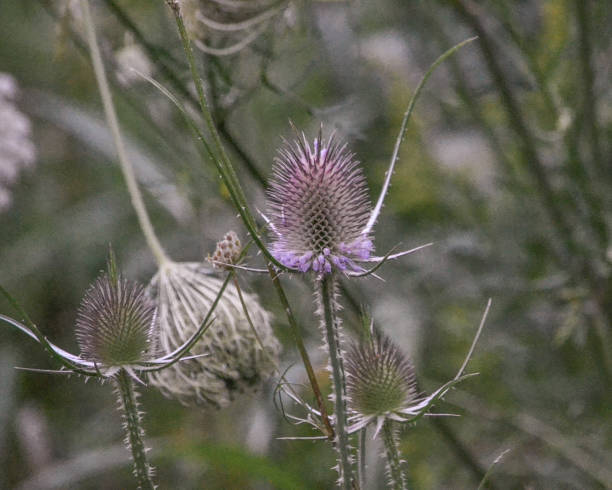 istock Thistles 1736919803
