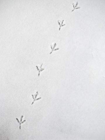 Crow prints after a light snow.