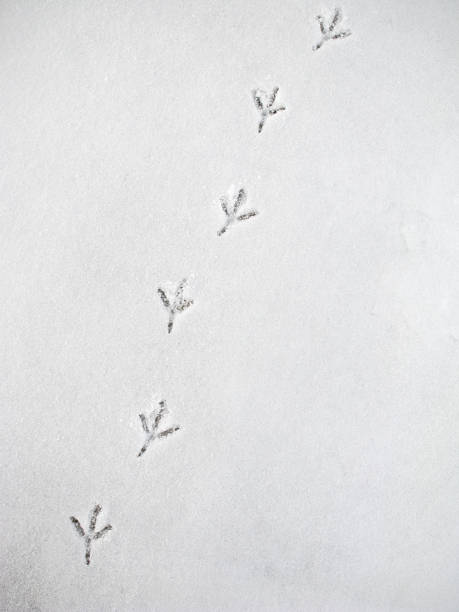 crow следы на снегу. - animal track стоковые фото и изображения