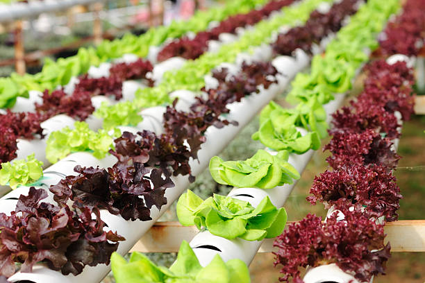 Purple, red and green hydroponic lettuce growing stock photo