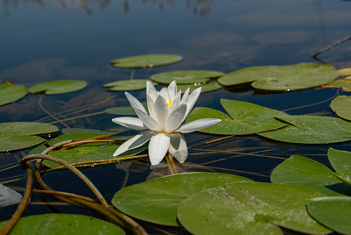 Beautiful White Lotus flower with green leaves in the pond.