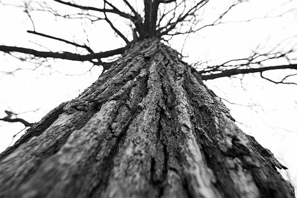 Up a tree stock photo