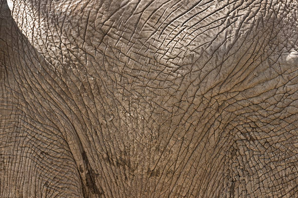 istock Elephant Skin 173692840