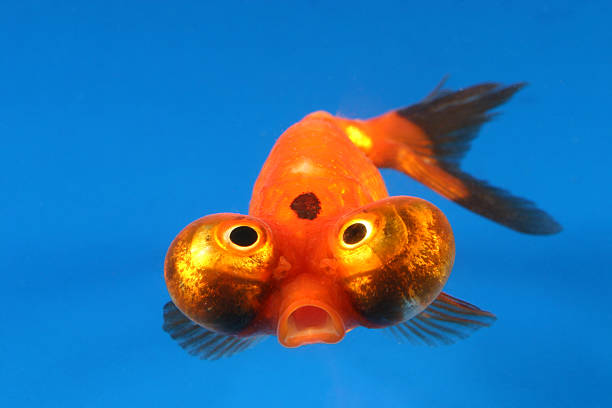 celestial eye goldfish stock photo