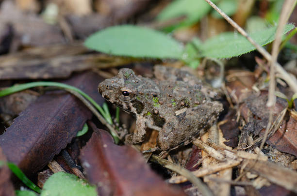 istock A closeup, profile view of a tiny frog sitting on the forest floor. 1736932492