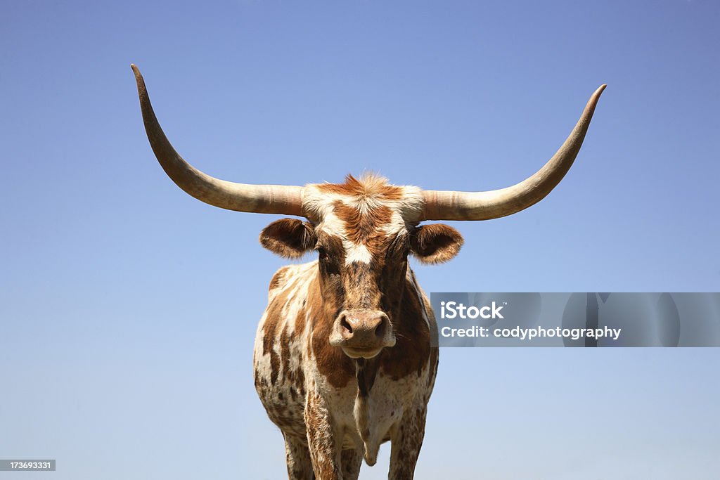 Cow Horn-Longhorn - Lizenzfrei Longhorn-Rind Stock-Foto