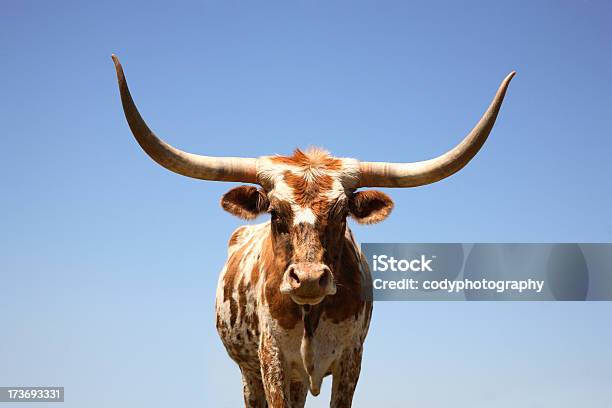 Cow Hornlonghorn Stockfoto und mehr Bilder von Longhorn-Rind - Longhorn-Rind, Texas, Bulle - Männliches Tier