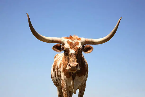 Texas longhorn cow shot at a slightly low perspective. 