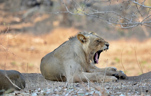 Subadult male lion in lower Zambezi Zambezi national park
