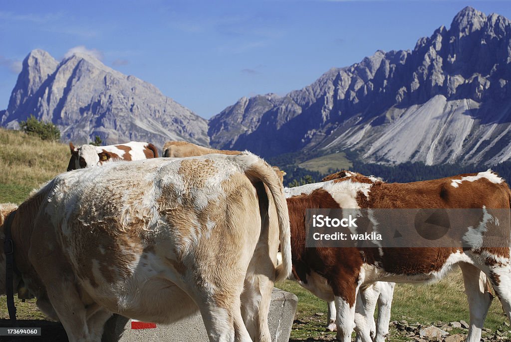 alpine Kühe-Kühe vor den dolomiti di sesto natural park - Lizenzfrei Agrarbetrieb Stock-Foto