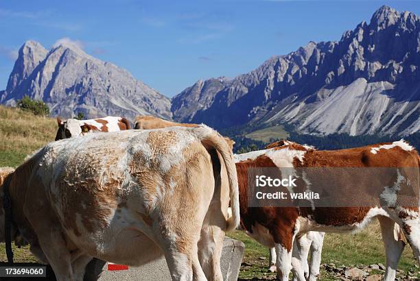 Alpine Vacaskühe Vor Den Dolomiten Foto de stock y más banco de imágenes de Agricultura - Agricultura, Ajardinado, Alpes Dolomíticos