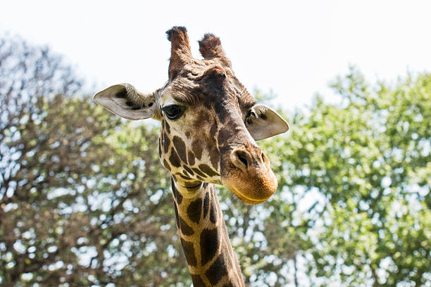 istock Giraffe Portrait 173694081
