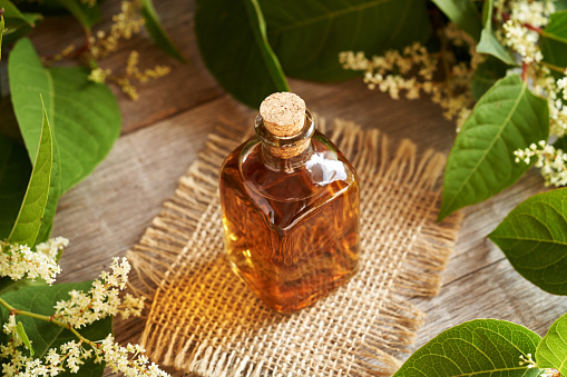 Japanese knotweed tincture in a glass bottle with fresh Reynoutria japonica leaves and flowers on a table