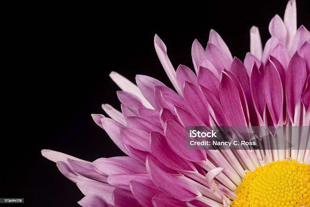 Purple Mutter gelbe Center, Nahaufnahme, einzelne Blume, Blütenblätter, Schwarzer Hintergrund - Lizenzfrei Bildschärfe Stock-Foto