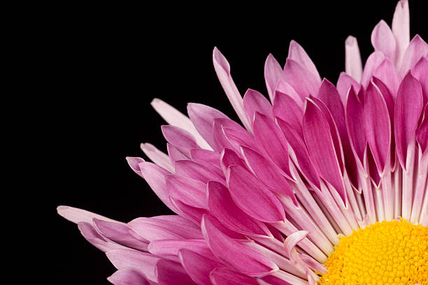 purple mutter gelbe center, nahaufnahme, einzelne blume, blütenblätter, schwarzer hintergrund - chrysanthemum macro close up single object stock-fotos und bilder