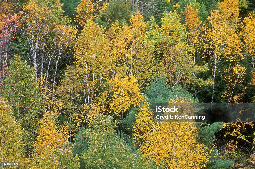 ニューイングランド地方の秋 - アカ�ディア国立公園のロイヤリティフリーストックフォト