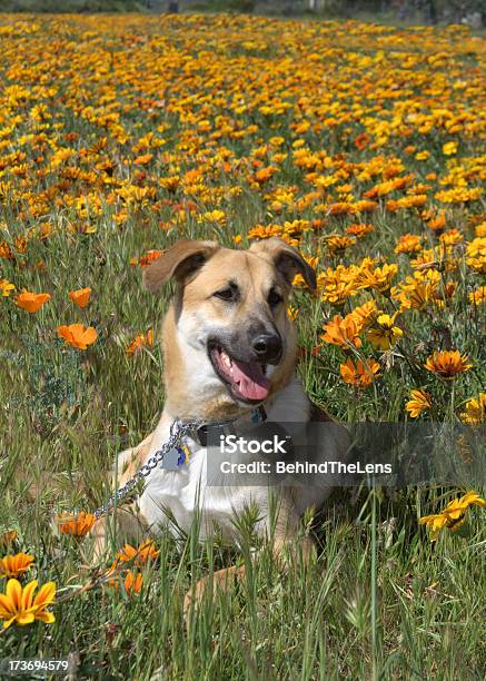 Foto de Cachorro Feliz e mais fotos de stock de Animal de estimação - Animal de estimação, Califórnia, Campo