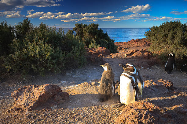 Proud Daddy "A proud Magellan Penguin stands with his children at sunset. Punta Tombo Wildlife Reserve, the largest magellan penguin colony in the world, Argentina.Please check out the following lightboxes if you would like more related photos:" punta tombo stock pictures, royalty-free photos & images