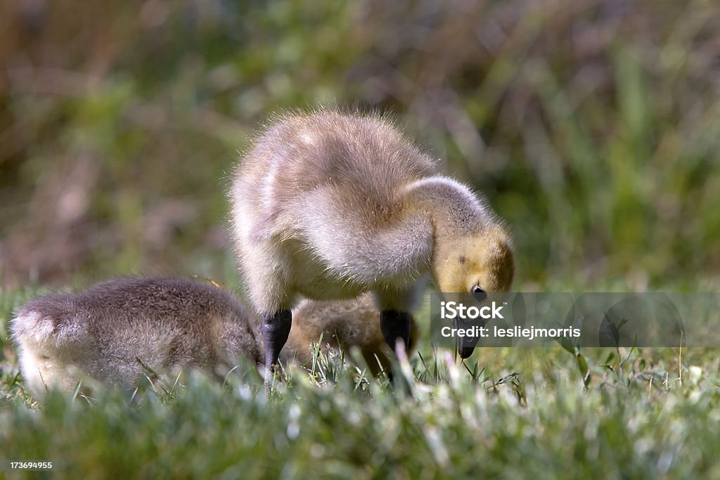 Canada Gosling Enjoying Snack Canada Gosling snacking on grass Animal Stock Photo