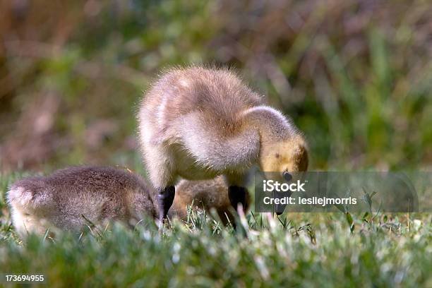 Canada Gosling Enjoying Snack Stock Photo - Download Image Now - Animal, Bird, Canada