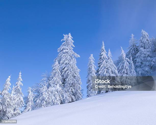 の木は雪 Xl - かすみのストックフォトや画像を多数ご用意 - かすみ, 丘, 並んでいる