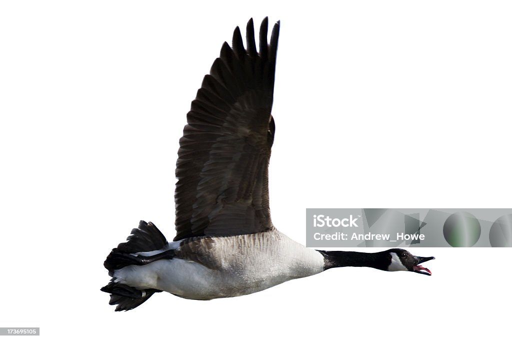 Canada Goose (Branta canadensis) - Lizenzfrei Gans - Vogel Stock-Foto