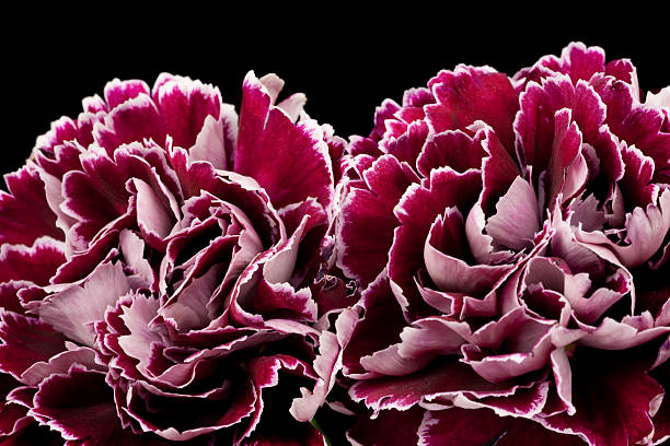 istock Purple Carnations, Flower, Petal, Isolated-on-Black, Bouquet 173695162