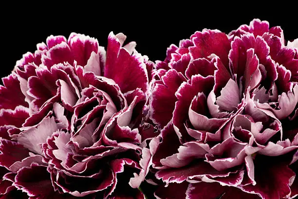 Purple carnations on black background. Dramatic lighting to enhance exotic flowers.