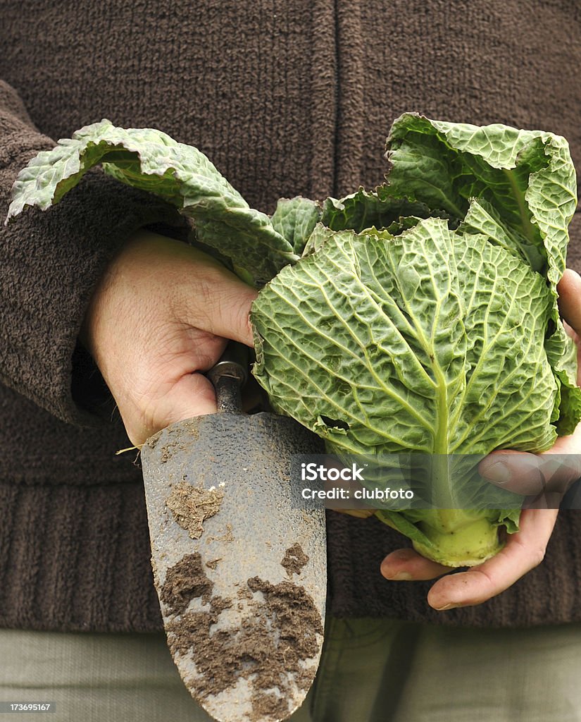 Col de saboya corte frescos del jardín - Foto de stock de Alimento libre de derechos