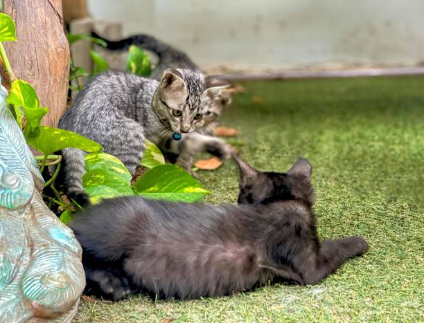 istock two cats are playing together in a garden. 1736954613