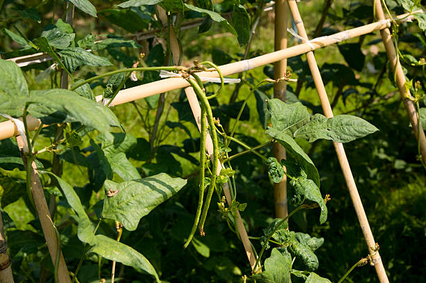 istock Vigna unguiculata 173695744
