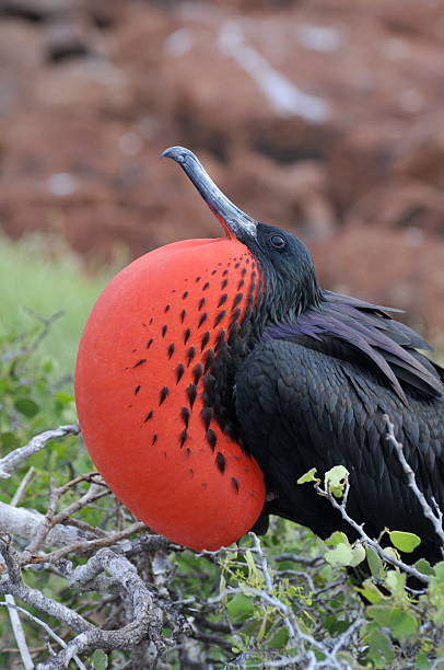 Masculino Frigate Bird - foto de acervo